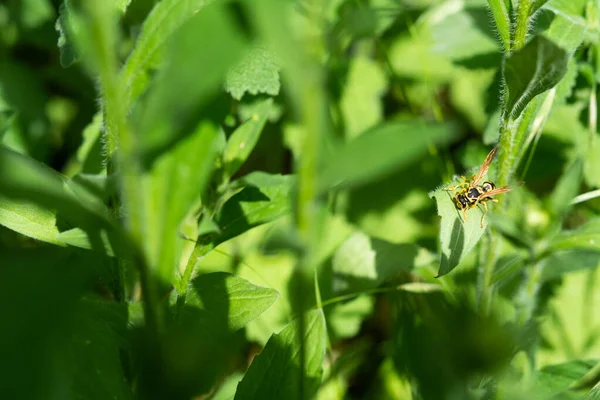 Fatta Dig Gräset Wasp Närbild Grön Gräsbevuxen Bakgrund Solig Vårdag — Stockfoto