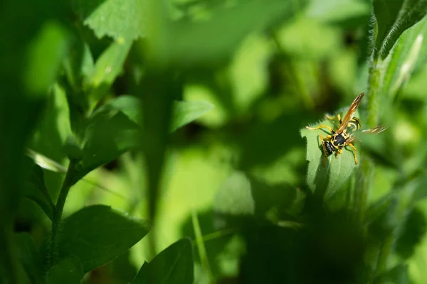 Fatta Dig Gräset Wasp Närbild Grön Gräsbevuxen Bakgrund Solig Vårdag — Stockfoto