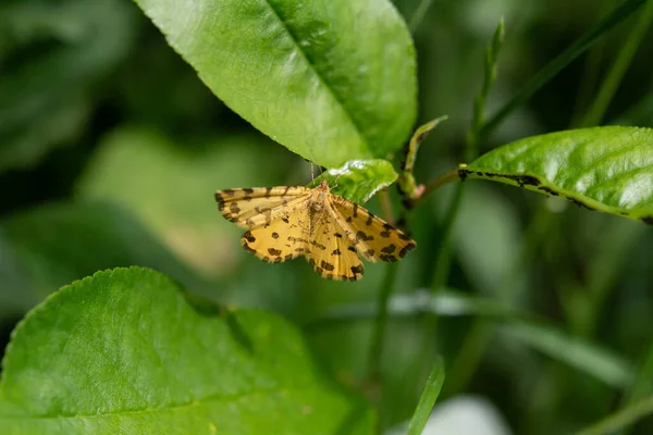 绿叶上的黄色蝴蝶黑斑 斑斑斑斑驳的黄蛾 假黄蛾 美丽的彩色蛾 原产于欧洲草地和草原 摩尔多瓦 — 图库照片