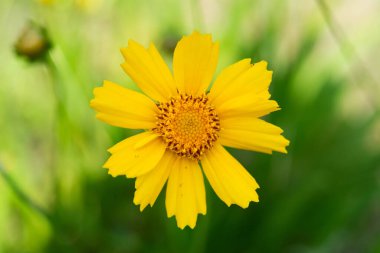 Coreopsis lanceolata, Asteraceae familyasından bir Kuzey Amerika türü. Ayrıca Doğu Avrupa 'da yetişiyor. Yeşil arka planda güzel sarı tomurcuk. Duvar sanatı
