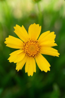 Coreopsis lanceolata, Asteraceae familyasından bir Kuzey Amerika türü. Ayrıca Doğu Avrupa 'da yetişiyor. Yeşil arka planda güzel sarı tomurcuk. Duvar sanatı