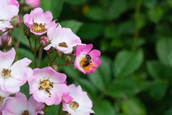 Une Abeille Recueille Pollen Une Rose Canine Printemps Nuageux — Photo