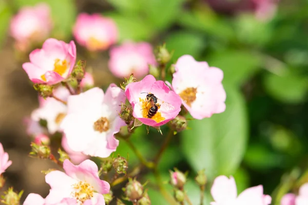 在阳光明媚的春天 蜜蜂从玫瑰中采集花粉 — 图库照片
