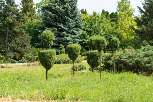 Topiary art in the arboretum. Trimmed trees and shrubs in the arboretum. Green Thuja in the City Park