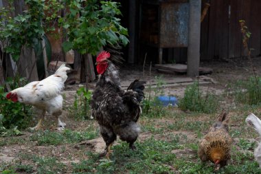 Horoz ve tavuklar serbest. Arka bahçe tavukları. Evcil hayvanlar