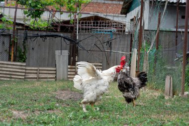 Horoz ve genç horoz serbest. Siyah ve beyaz horoza odaklan. Genç beyaz bir horoz, yetişkin siyah beyaz bir horozun önünde kanatlarını açtı.
