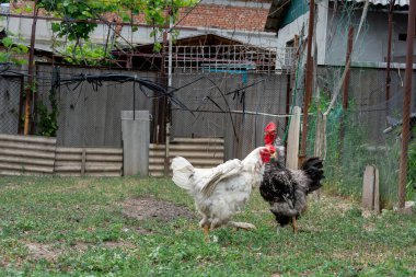 Horoz ve genç horoz serbest. Siyah beyaz horoza odaklan. Genç beyaz horoz üstünlüğünü göstermek için kanatlarını açtı.