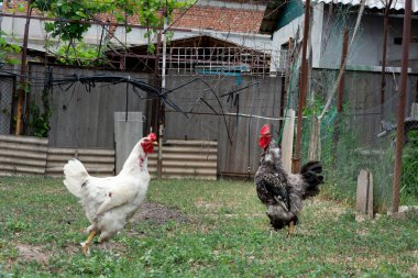 Horozlar serbest alanda. Siyah beyaz horoza odaklan.