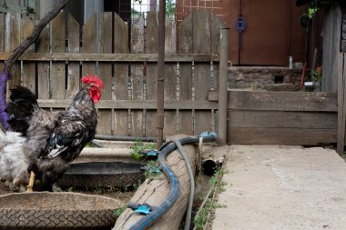 Ahşap bir çitin arka planında güzel siyah beyaz horoz solda yazı için yer var. Kırsal tarım kavramı