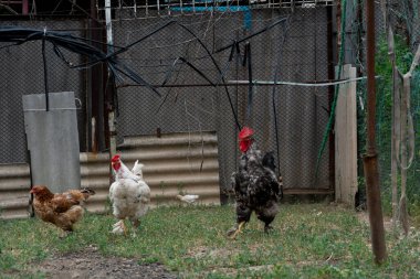 Serbest çiftlik horozları ve tavukları. Horozlar ve bir tavuk, arka planda bir tavukla küçük bir çiftliğin arka bahçesinde çimenlerde yürüyorlar. seçici odak