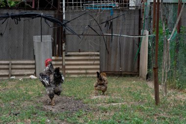 Horoz ve tavuk. Güzel bir horoz kahverengi bir tavuğun arkasında yürür ve çiftleşme arzusunu ve ihtişamını gösterir.