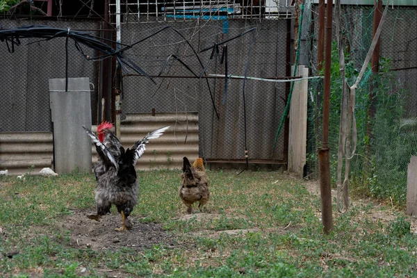 Horoz ve tavuk. Güzel bir horoz, çiftleşme arzusunu ve ihtişamını gösteren kahverengi bir tavuğun önünde kanatlarını açtı.