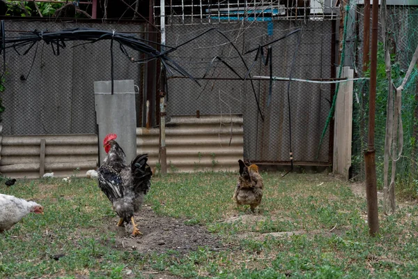 Gallo Pollo Gallo Hermoso Camina Detrás Una Gallina Marrón Demostrando — Foto de Stock