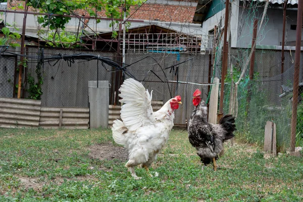 Rooster and young rooster free range. Selective Focus on black and white rooster. Young white rooster spread its wings demonstrating superiority