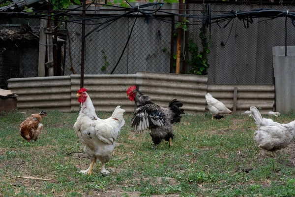 Hinterhof Stehen Hähne Und Hühner Frei Roosters Zeigen Ihre Dominanz — Stockfoto