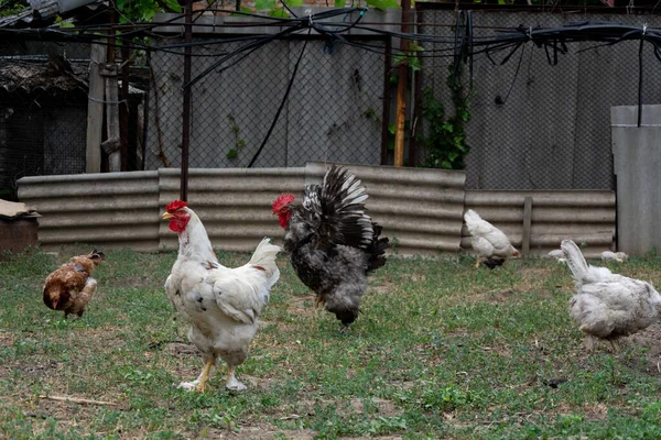 Haan Duivinnen Zijn Vrij Bereiken Achtertuin Een Volwassen Zwart Witte — Stockfoto