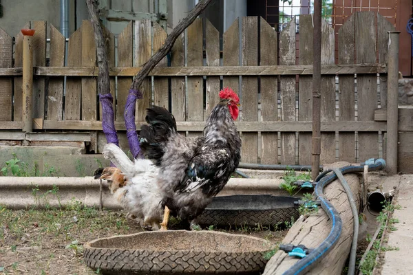 Ein Hahn Und Eine Henne Neben Einem Trinker Aus Einem — Stockfoto