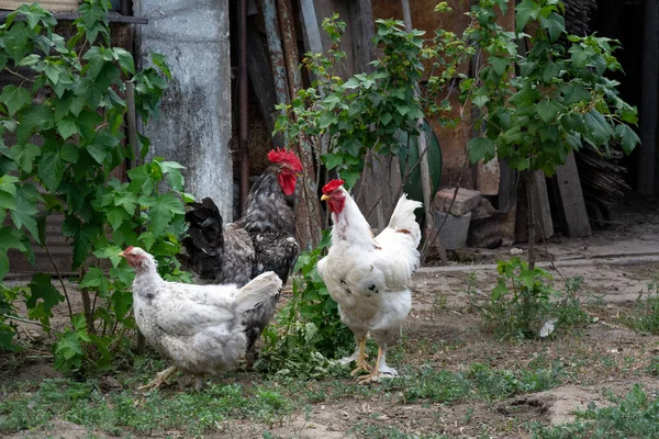 Coq Deux Poules Liberté Parmi Les Framboisiers Dans Jardin — Photo