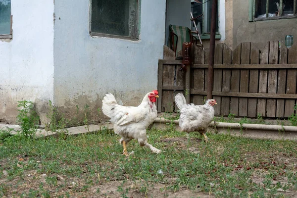 A young hen and a rooster are free-range in the backyard. Selective focus on the hen.