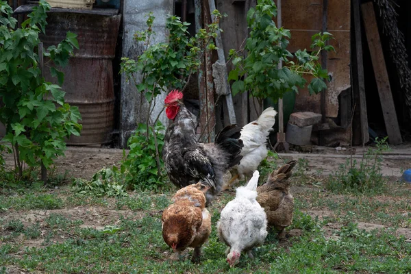 Schöner Hahn Und Freilaufende Henne Hähne Und Hühner Sind Freigänger — Stockfoto