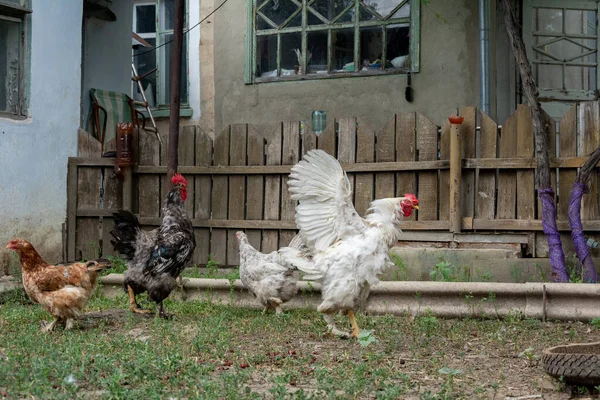 Free range hens and roosters. The young white rooster spread its wings. Black and white rooster and brown hen out of focus. Selective focus on a white rooster.