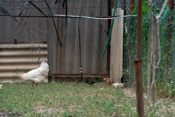 Hühner Und Eine Henne Spazieren Auf Dem Gras Hinterhof Eines — Stockfoto