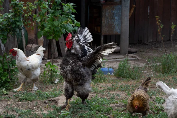Fekete Fehér Kakas Kitárta Szárnyait Kakas Csirkék Szabad Tartásban Házityúkok — Stock Fotó