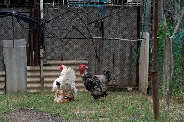 Mating rooster and hen. A young white rooster mates with a brown hen. Nearby is an adult black and white rooster. Free range poultry