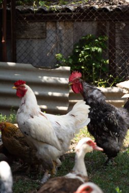 Evcil kuş. Bedava tavuklar, horozlar ve indo ördekleri. Koyu horoza odaklan.