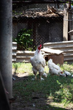 Beyaz horoz kameraya bakar. Arka planda, beyaz bir tavuk bir grup tavukla yürüyor.