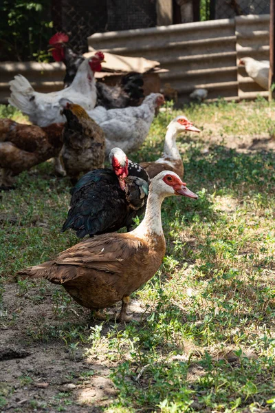 Young Free Range Indo Duck Chickens Roosters Ducks Background — 스톡 사진