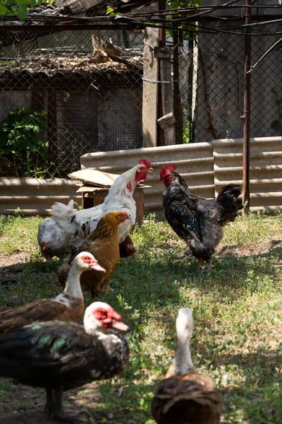 Házi Madár Szabadtartású Csirkék Kakasok Indókacsák Koncentrálj Kakasra — Stock Fotó