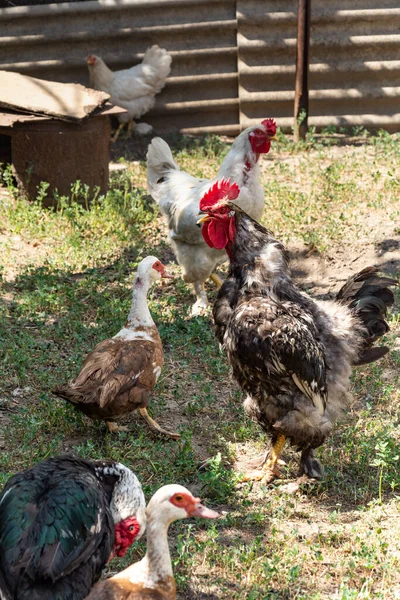 Rooster Crows Indo Duck Walks Nearby Free Range Poultry — 스톡 사진