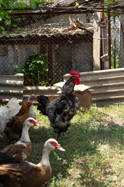 Rooster Crows Rooster Surrounded Hens Roosters Indo Ducks — 스톡 사진