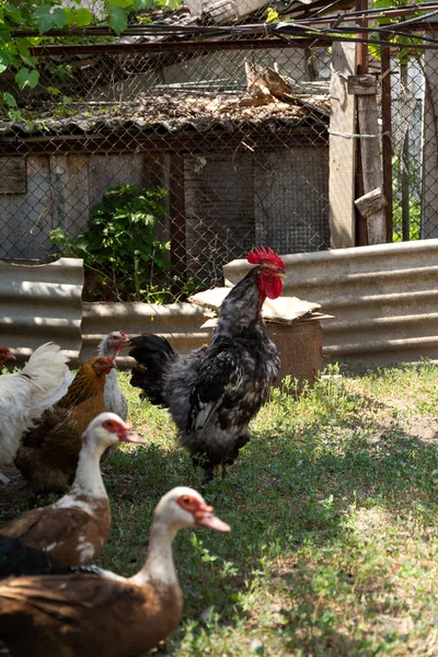 The rooster crows. Rooster surrounded by hens, roosters and indo ducks