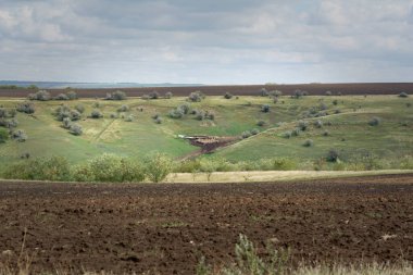 Eski ahşap çayırlarda yünlü koyun sürüsü. Tarım endüstrisi. Moldova 'daki tarım arazileri. Koyun otlağı sürüsü. Hava aracı görünümü