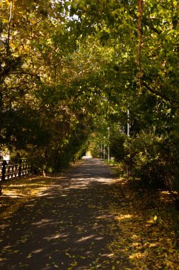 Düş! Autumn Park 'ta. Sonbahar Ağaçları ve Yaprakları. Seçici odak