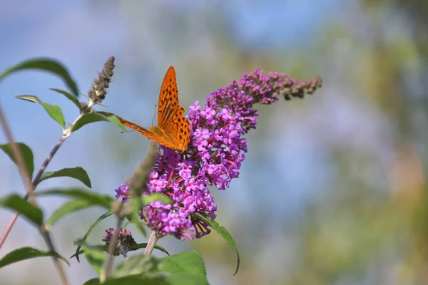 在蝴蝶的花朵上 美丽的有格子的领舞蝴蝶 — 图库照片