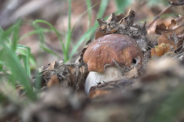 Champignon Porcini Dans Les Bois Parmi Herbe — Photo