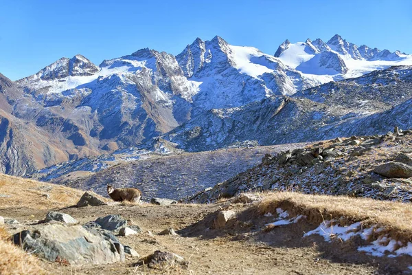 Gämsen Park Gran Paradiso Der Nähe Der Schutzhütte Vittorio Sella — Stockfoto