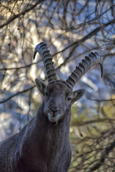 Íbice Medio Del Bosque Alerces Nos Observa Curiosamente — Foto de Stock