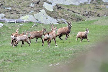Gran Paradiso Parkı 'nda Chamois otluyor.
