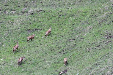 Gran Paradiso Parkı 'nda Chamois otluyor.