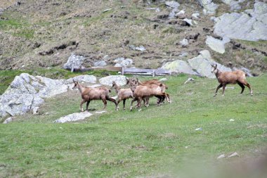 Gran Paradiso Parkı 'nda Chamois otluyor.