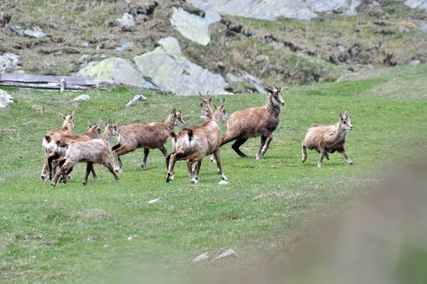 Gran Paradiso Parkı 'nda Chamois otluyor.