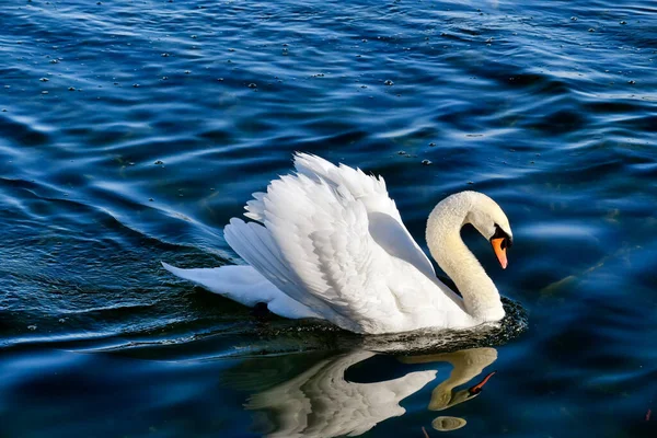 Немой Лебедь Успокаивается Спокойных Водах Озера Лицензионные Стоковые Изображения