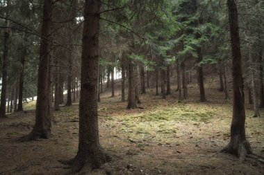 Çam ormanları çam kozalakları ve iğnelerle kaplıdır.