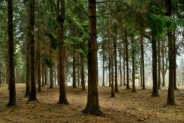 Pine Forest Its Undergrowth Covered Pine Cones Needles — Stock Photo, Image