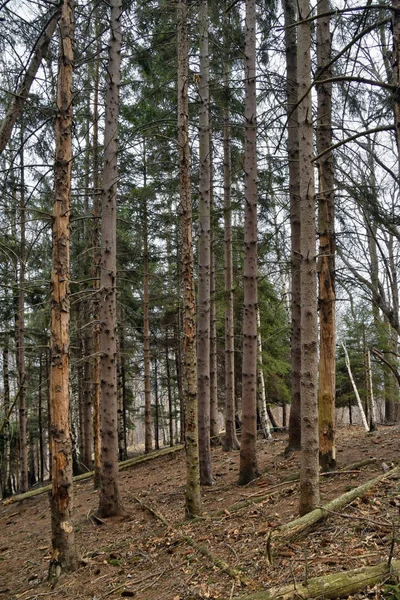Floresta Pinheiros Com Sua Vegetação Coberta Com Pinhas Agulhas — Fotografia de Stock