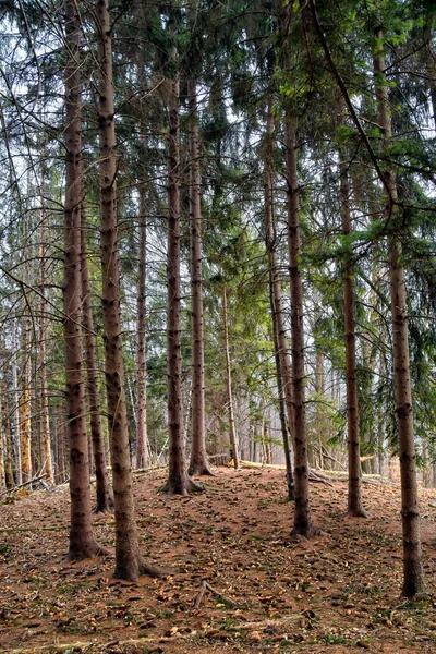 Bosque Pinos Con Sotobosque Cubierto Piñas Agujas Fotos De Stock